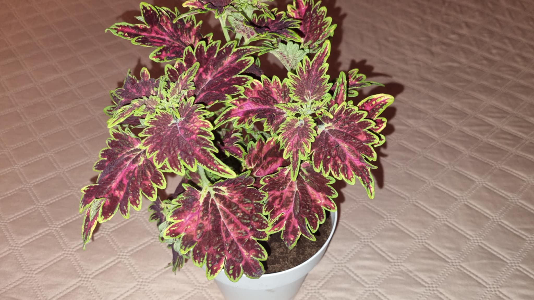 Coleus Bourbon street Image 2